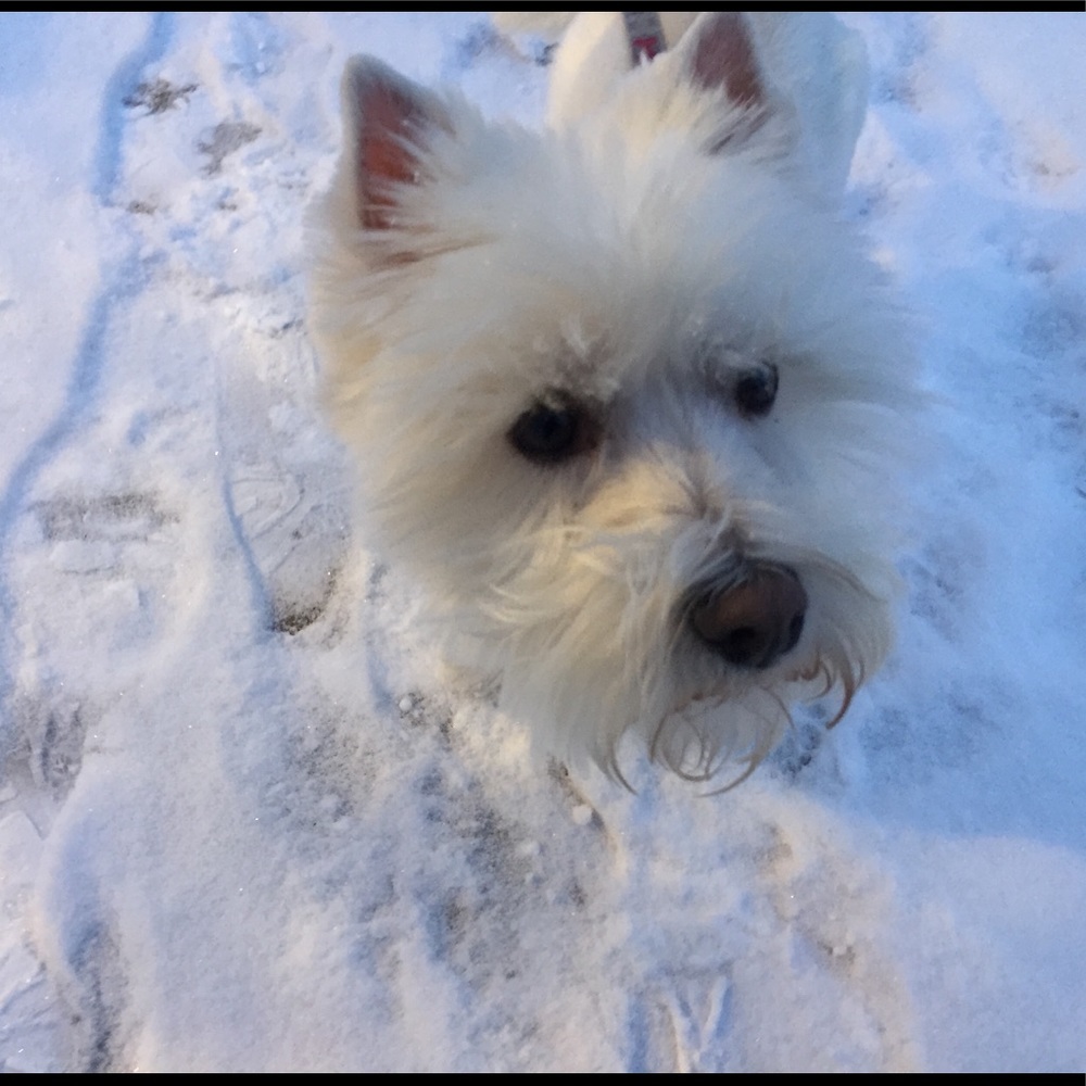 Meet your Posher, Heidi